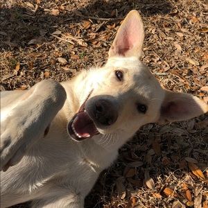 Meet your Posher, Josh